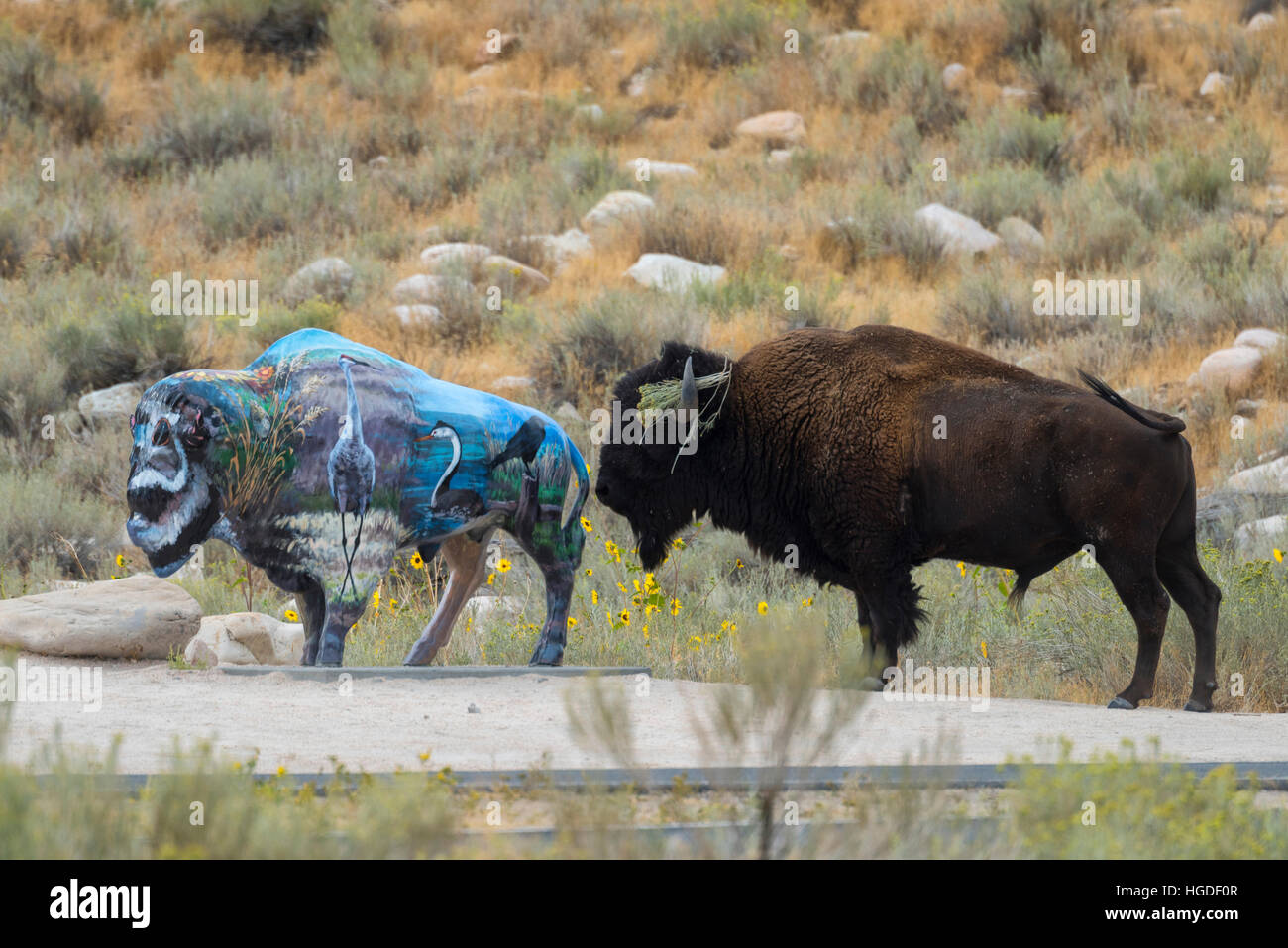 L'Utah, le comté de Davis, Antelope Island State Park, Bison bison avec sculpture Banque D'Images