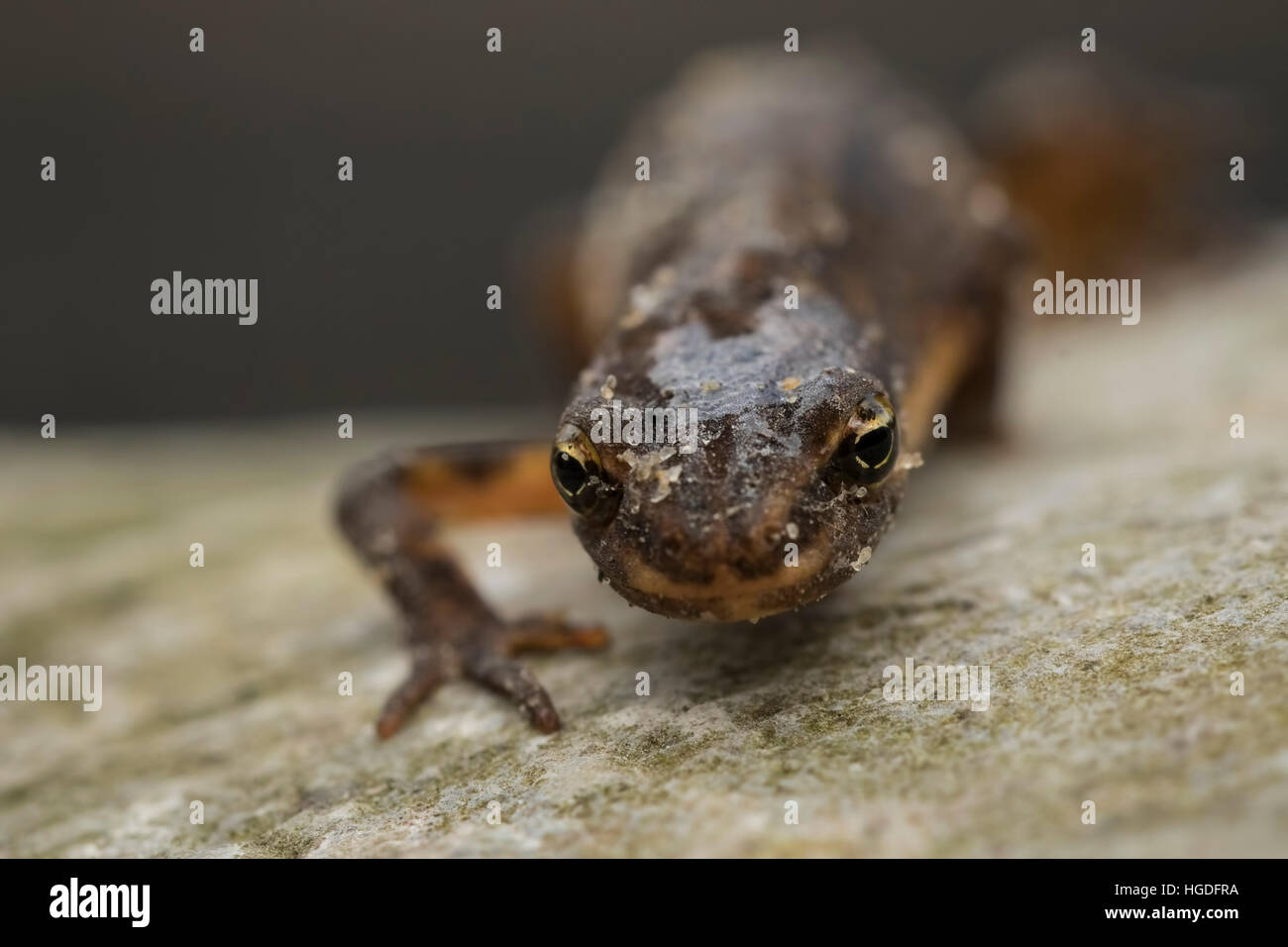 Close-up of a smooth newt, également connu sous le nom de newt Lissotriton vulgaris (commune ; anciennement Triturus vulgaris) marcher sur un rocher. Banque D'Images