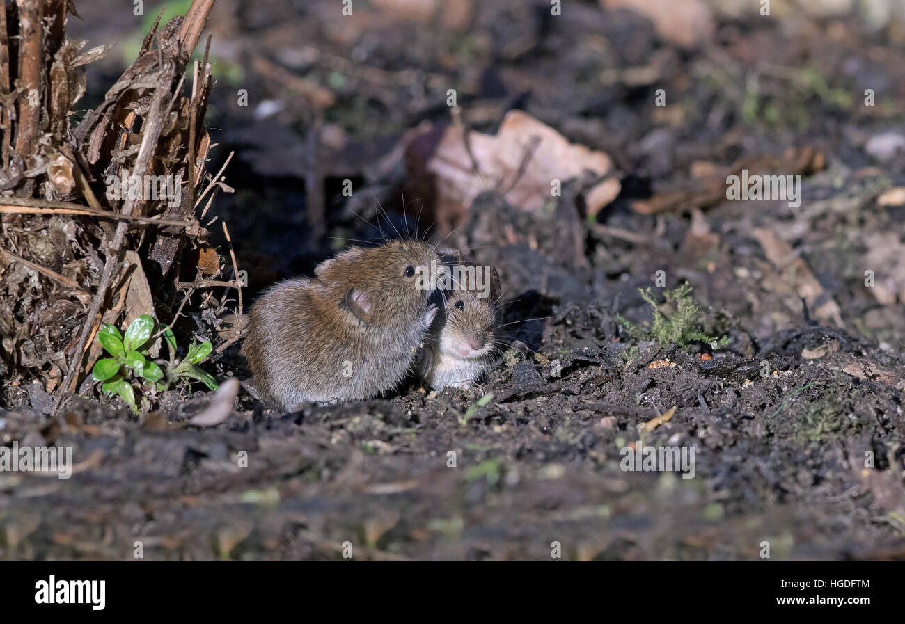 Paire de dos rouge commun ou Voles-Clethrionomys Banque glareolus. Uk Banque D'Images