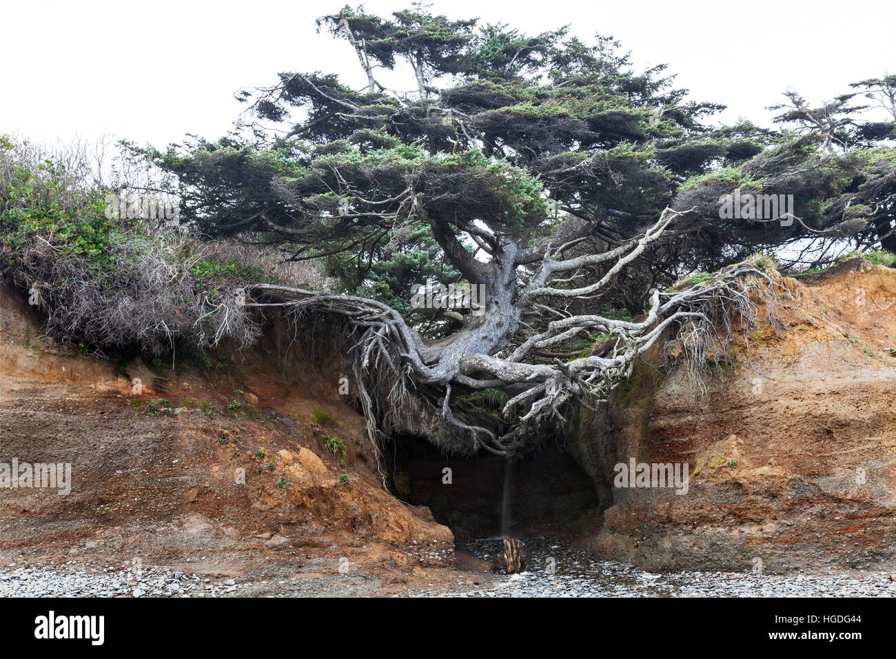 WA11962-00...WASHINGTON - un arbre accroché à une falaise à Kalaloch Beach dans le parc national Olympic. Banque D'Images