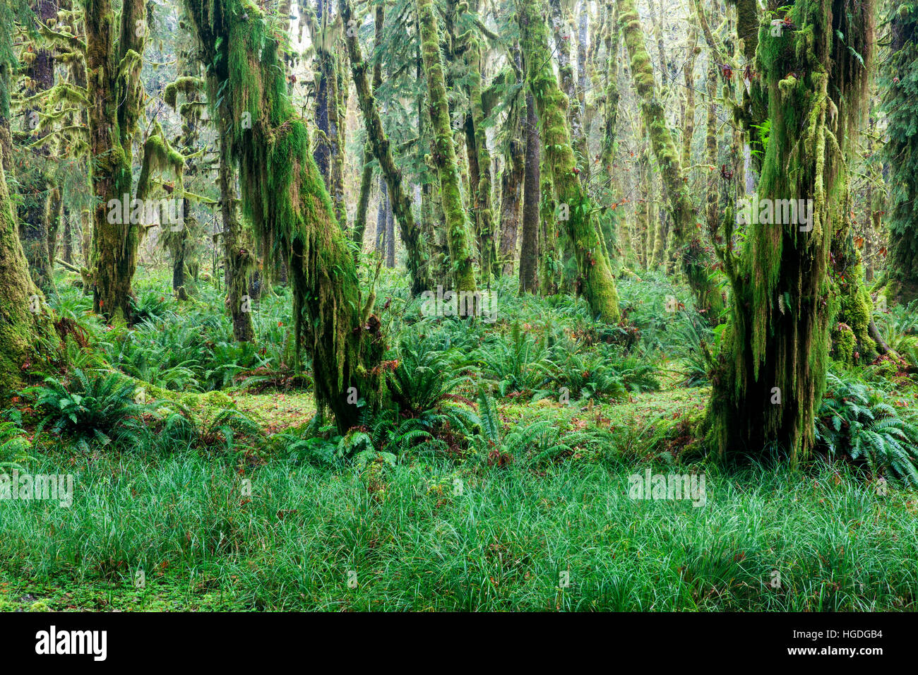 WA11983-00...WASHINGTON - forêt tropicale le long de la clairière de l'érable dans la boucle de la forêt Quinault River Valley of Olympic National Park. Banque D'Images