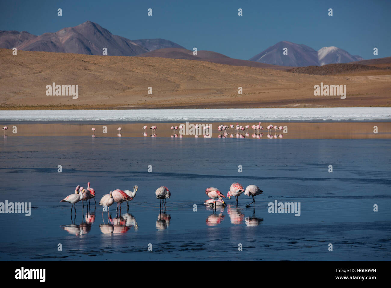Flamants Roses en Laguna Canapa dans le désert de Siloli, Banque D'Images