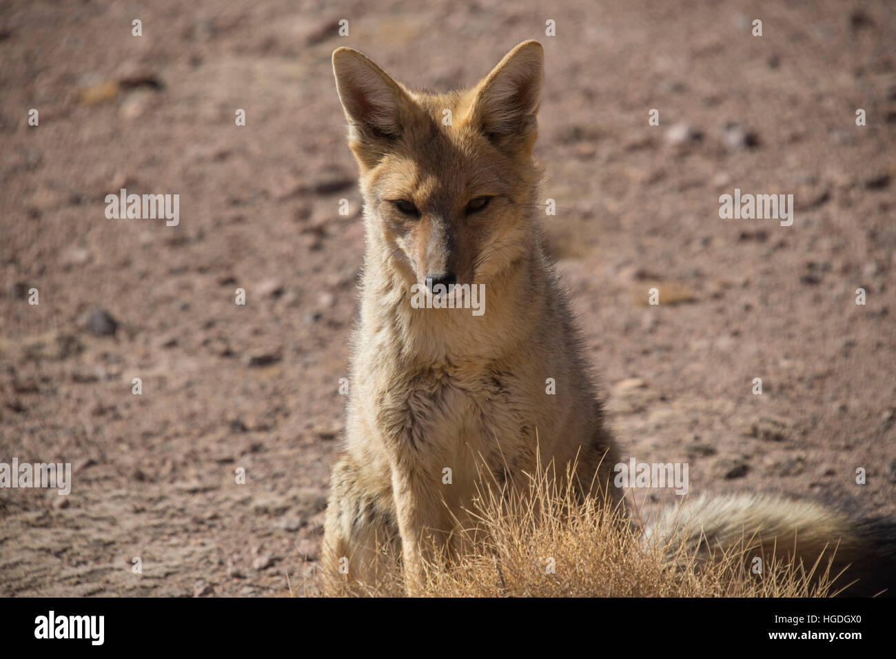 Wild renard dans le désert de Siloli Banque D'Images