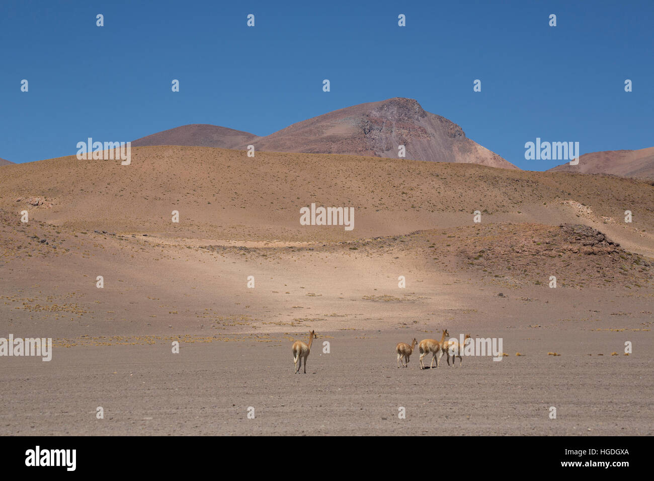 Les vigognes dans le désert de Siloli Banque D'Images