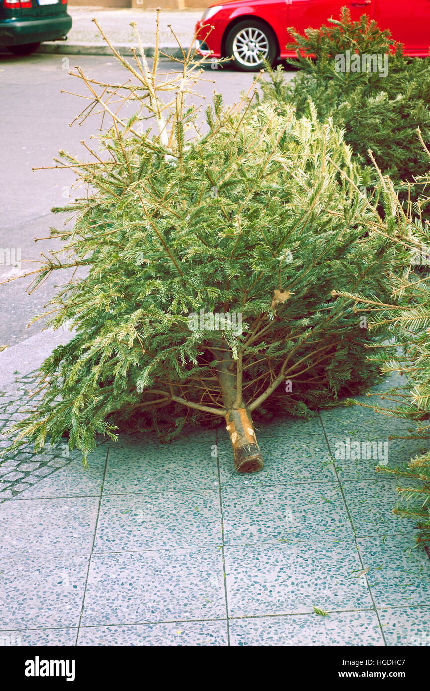 Les arbres de Noël morts jetés sur le trottoir de la rue de la ville Banque D'Images