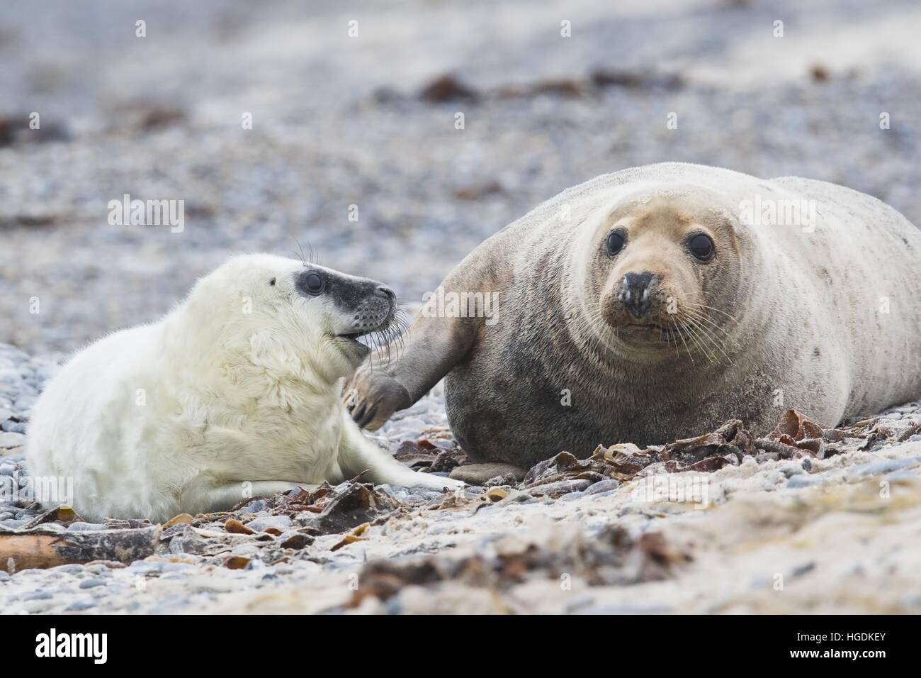 Aussi, les phoques gris de l'Atlantique ou horsehead joint (Halichoerus grypus) avec pup, Helgoland, Schleswig-Holstein, Allemagne Banque D'Images