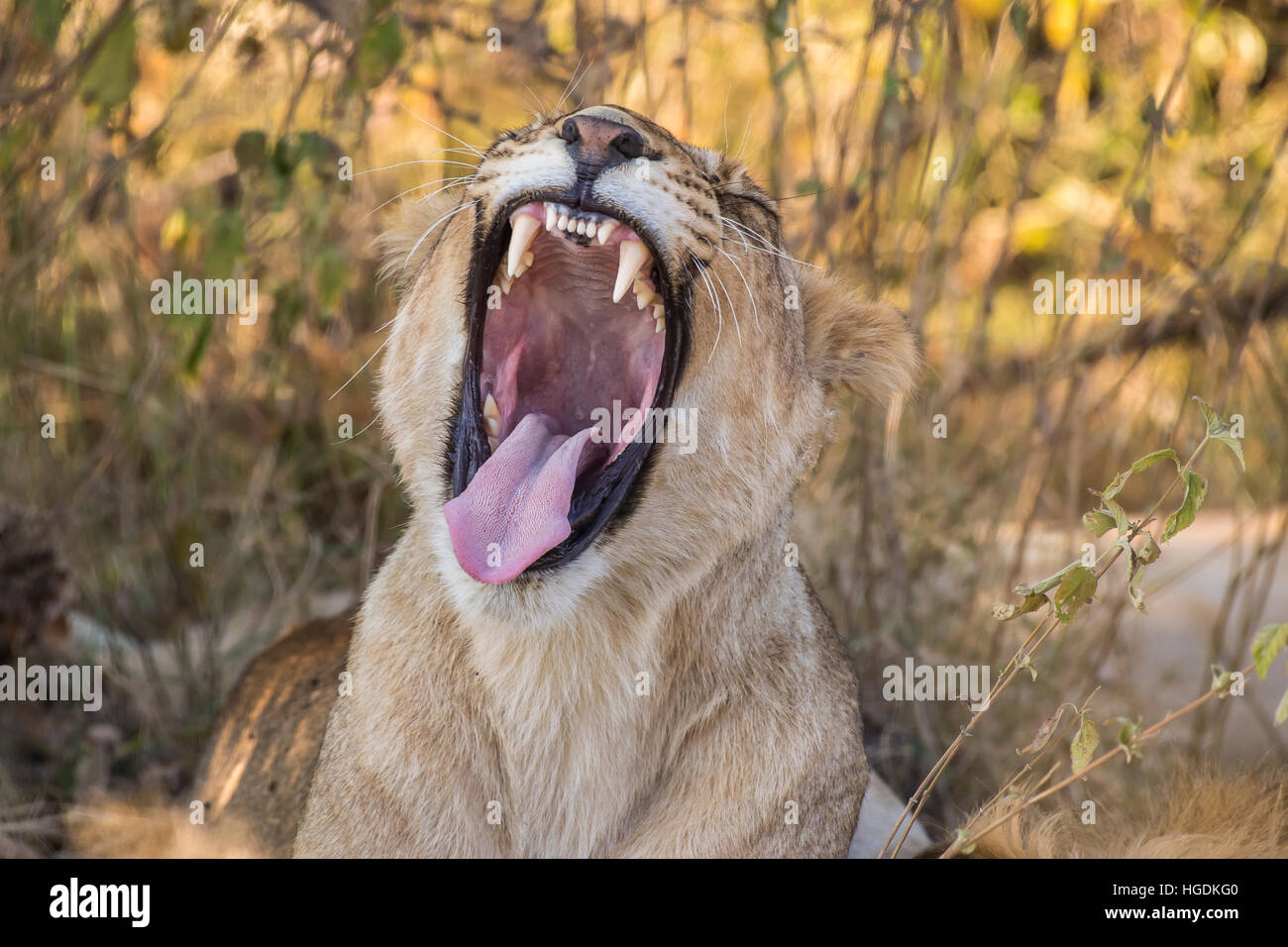 Lioness (Panthera leo) le bâillement, Chobe National Park, Botswana Banque D'Images