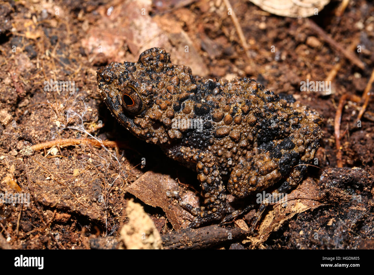 La grenouille (Boettger granuleuse Gephyromantis horridus) camouflé assis sur le sol, la montagne d'Ambre Parc National, Diana Banque D'Images