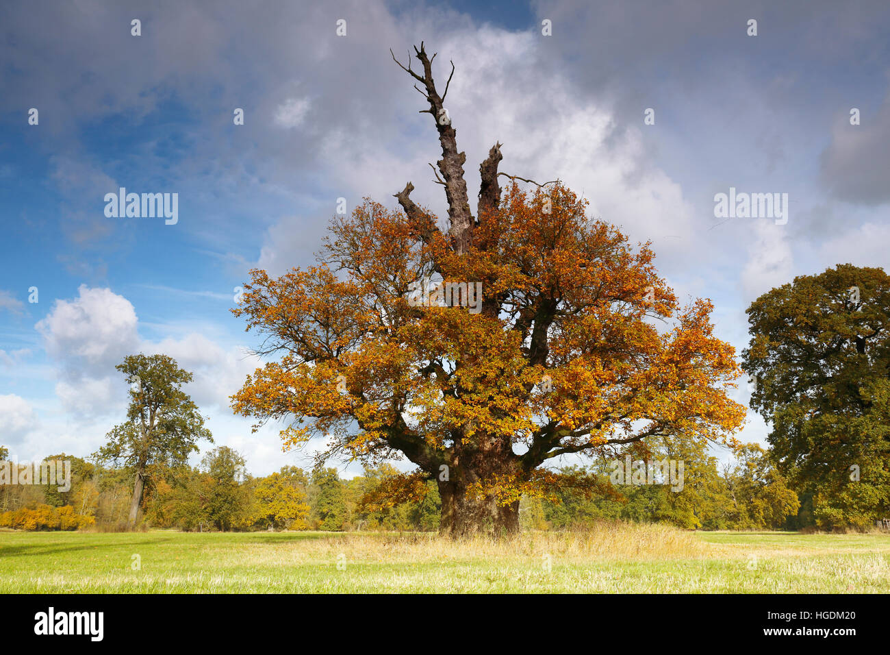 Chêne vieux de 650 ans avec des couleurs de l'automne, au milieu de la Réserve de biosphère de l'Elbe, Dessau, Saxe-Anhalt, Allemagne Banque D'Images