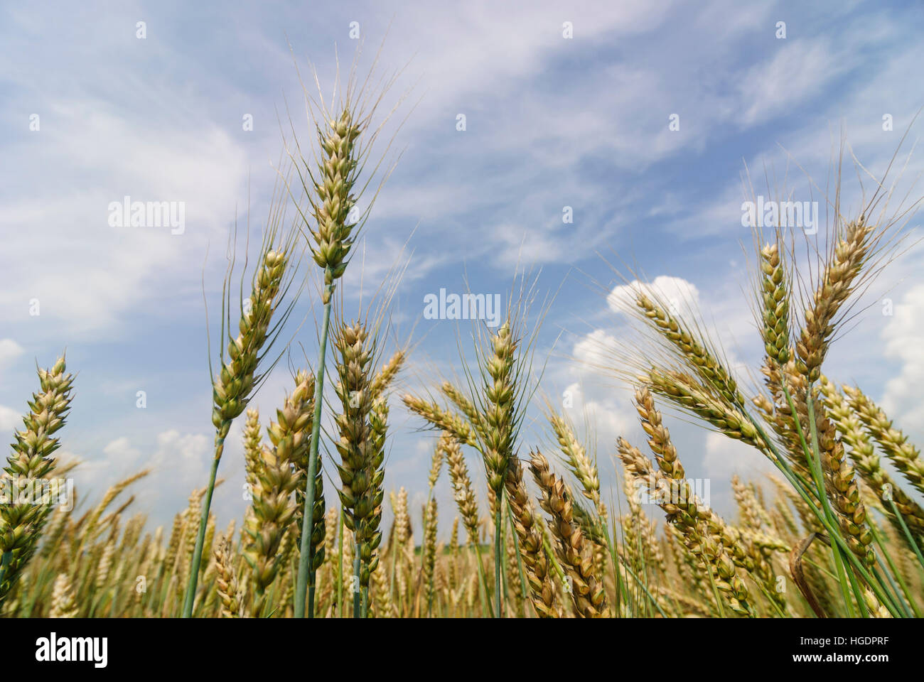 : Champ de blé, , Niederösterreich, Autriche, Basse Autriche Banque D'Images