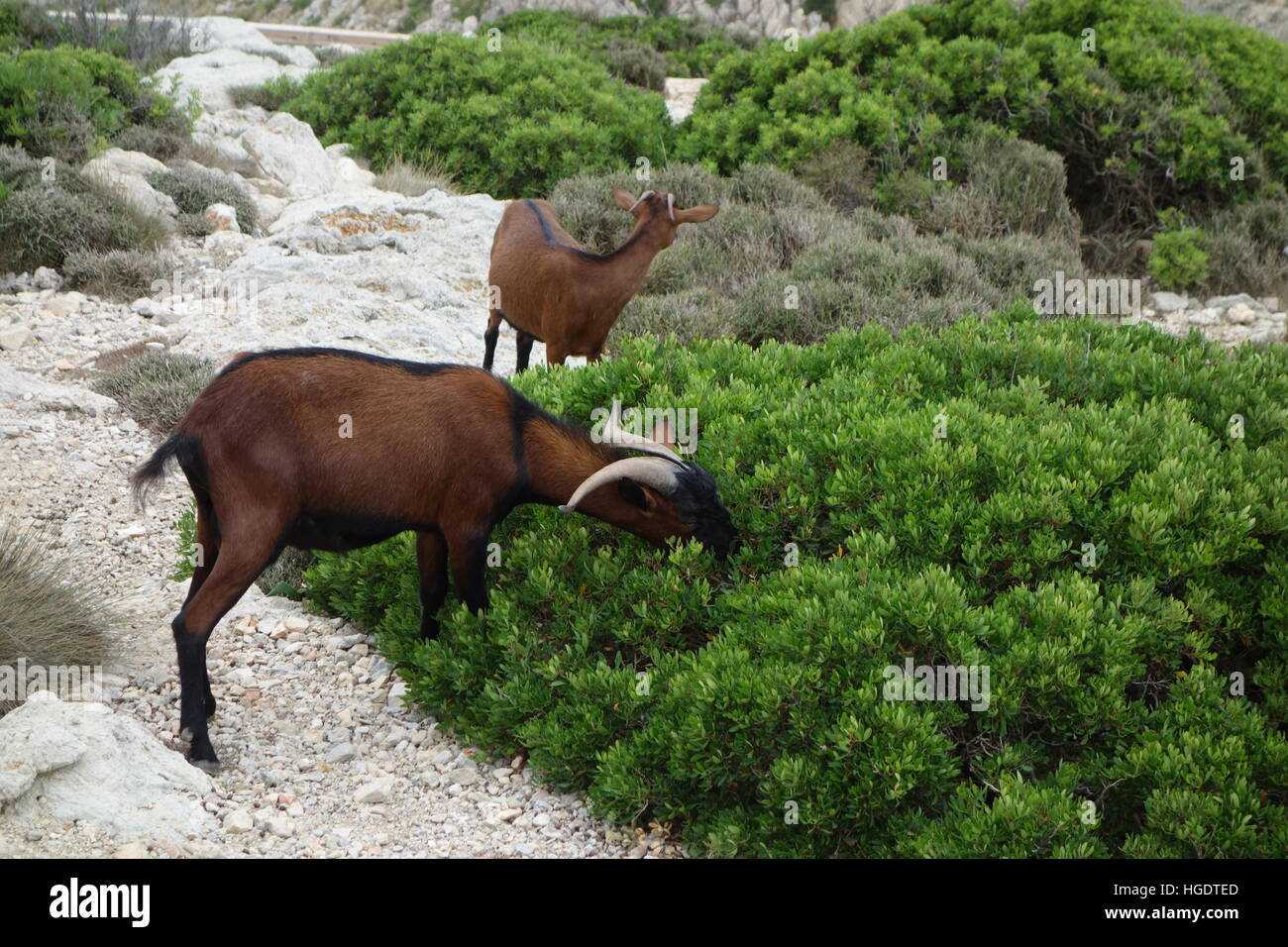 Les chèvres à Formentor, Majorque mangeant de Bush Banque D'Images