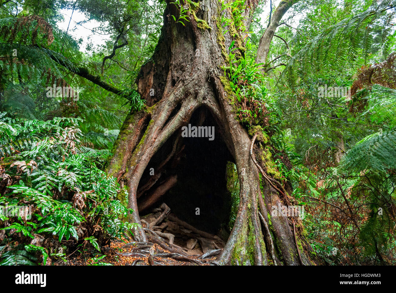 Maits Rest Rainforest Walk, Apollo Bay, Australie Banque D'Images