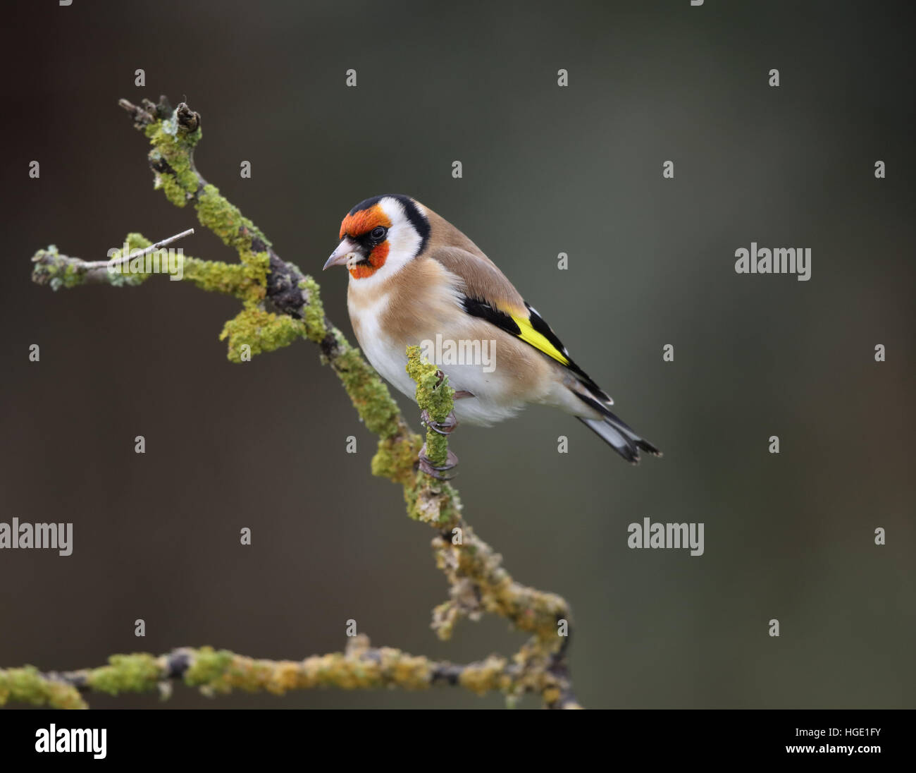 Chardonneret, Carduelis carduelis, dans un jardin en hiver Banque D'Images