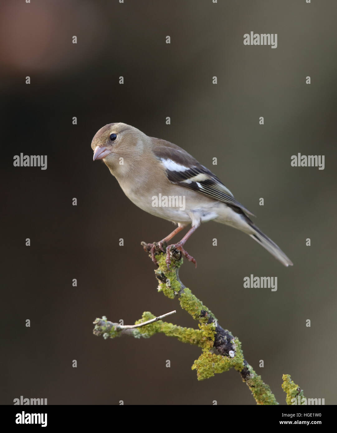 Chaffinch Fringilla coelebs, femelle, sur un jardin couvert de lichens branch Banque D'Images