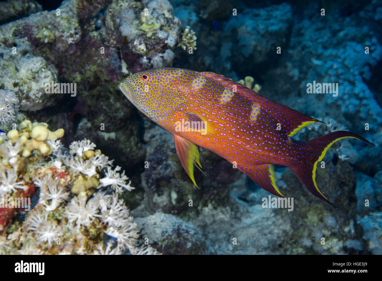 Mer Rouge, Egypte. 4ème Nov, 2016. Grumes de jaune, lyretail Lyretail ou mérou morue Caramel (Variola louti) flotte sur un arrière-plan d'un récif de corail, Mer Rouge, Egypte, © Andrey Nekrasov/ZUMA/ZUMAPRESS.com/Alamy fil Live News Banque D'Images