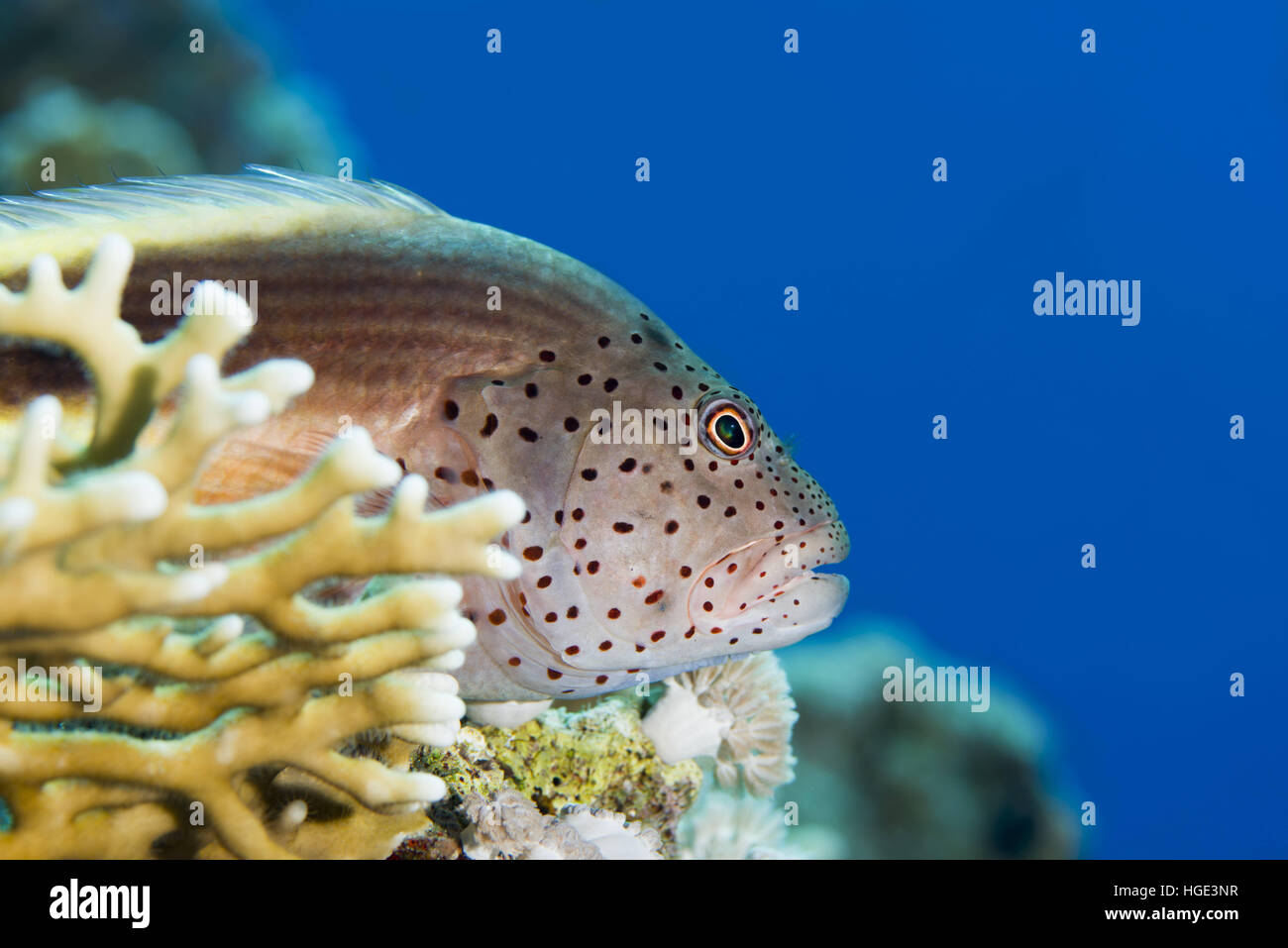 Mer Rouge, Egypte. Nov 8, 2016. Recto verso noir, hawkfish hawkfish rousseur ou Forster a hawkfish (Paracirrhites forsteri) repose sur un récif de corail, mer Rouge, Hurghada, péninsule du Sinaï, Egypte © Andrey Nekrasov/ZUMA/ZUMAPRESS.com/Alamy fil Live News Banque D'Images