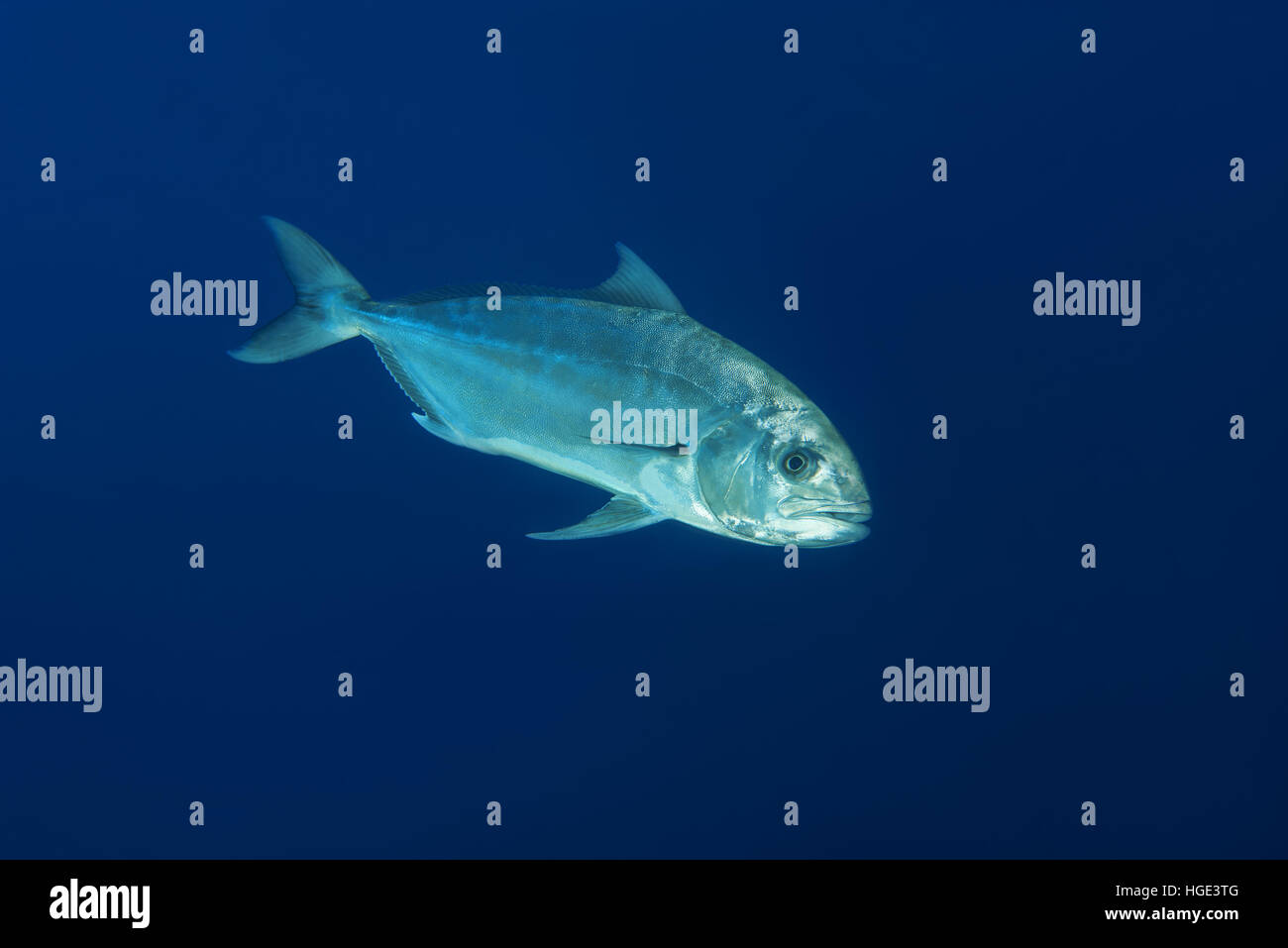 Mer Rouge, Egypte. 4ème Nov, 2016. Sériole ou alliés kingfish (Seriola dumerili) sur fond bleu, mer Rouge, Sharm El Sheikh, Sinaï, Egypte © Andrey Nekrasov/ZUMA/ZUMAPRESS.com/Alamy fil Live News Banque D'Images