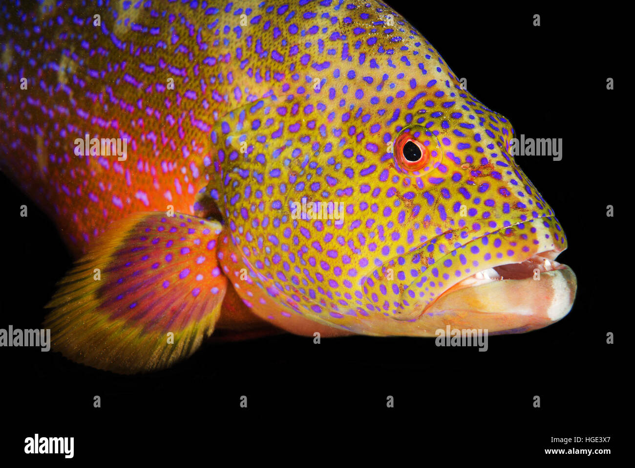 Mer Rouge, Egypte. Nov 6, 2016. Portrait de grumes de jaune, lyretail Lyretail ou mérou morue Caramel (Variola louti) plongée de nuit, Mer Rouge, Egypte © Andrey Nekrasov/ZUMA/ZUMAPRESS.com/Alamy fil Live News Banque D'Images