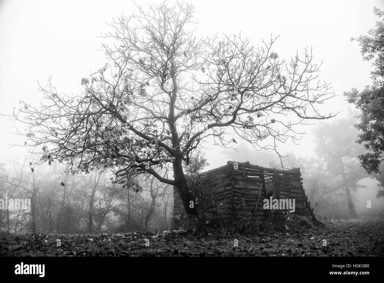 Jour d'automne dans les bois avec des feuilles d'un brun doré Banque D'Images