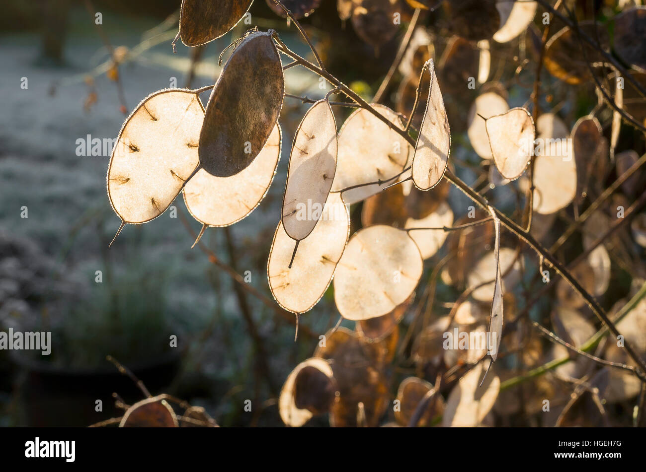 Têtes de graines de lunaria annua en janvier au Royaume-Uni Banque D'Images