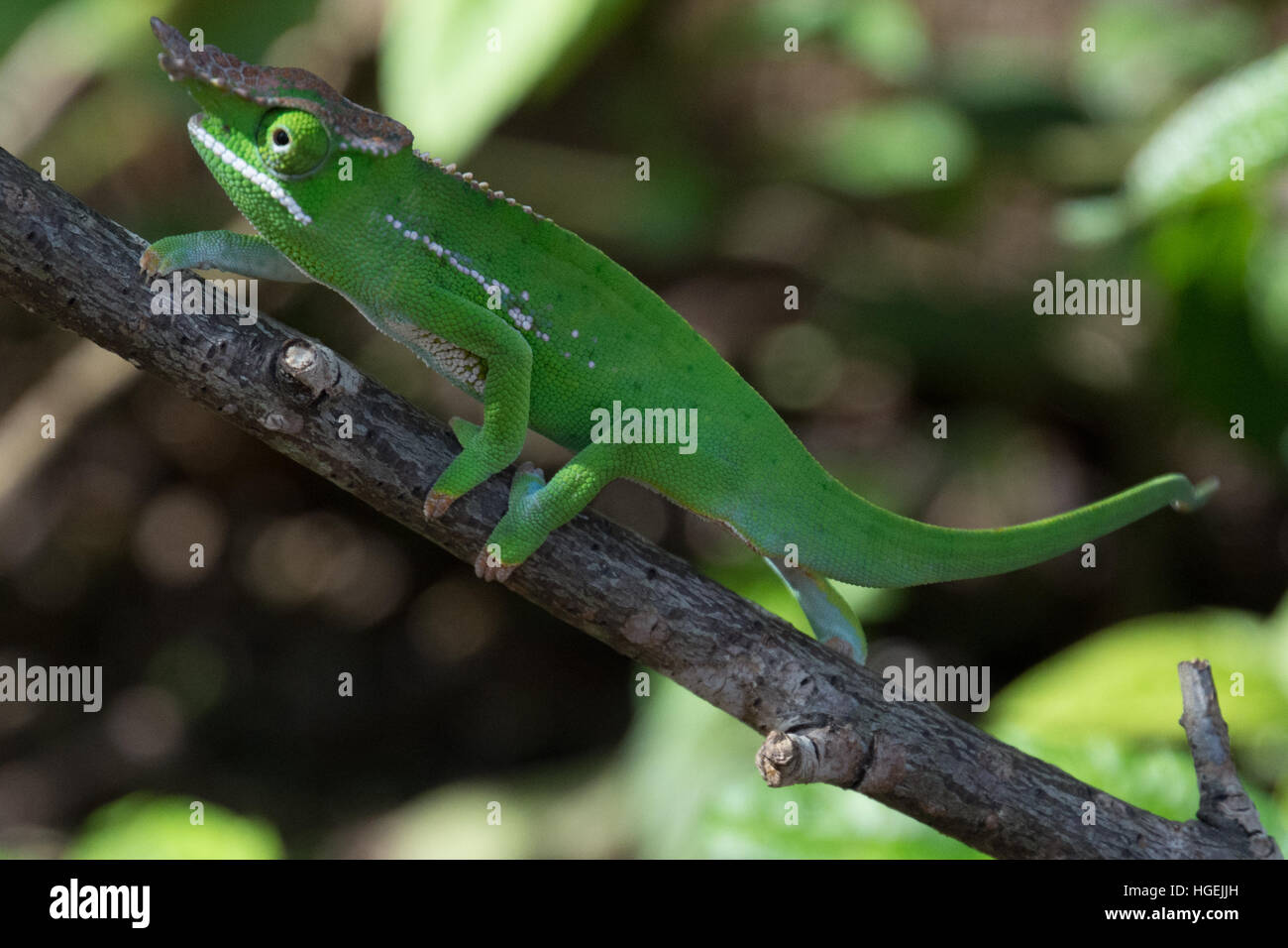 Chameleon à Madagascar Banque D'Images