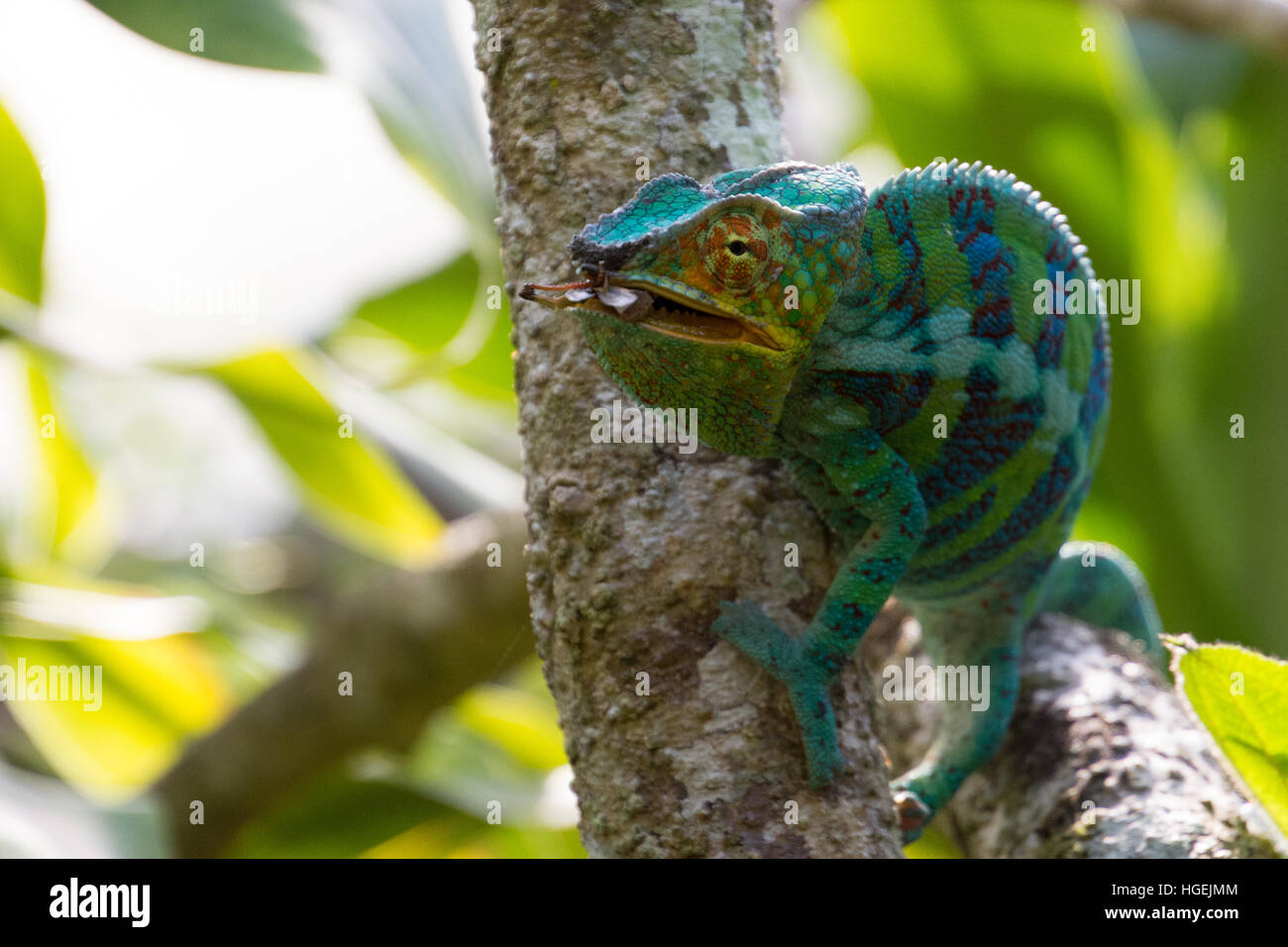 Un caméléon panthère mange Banque D'Images