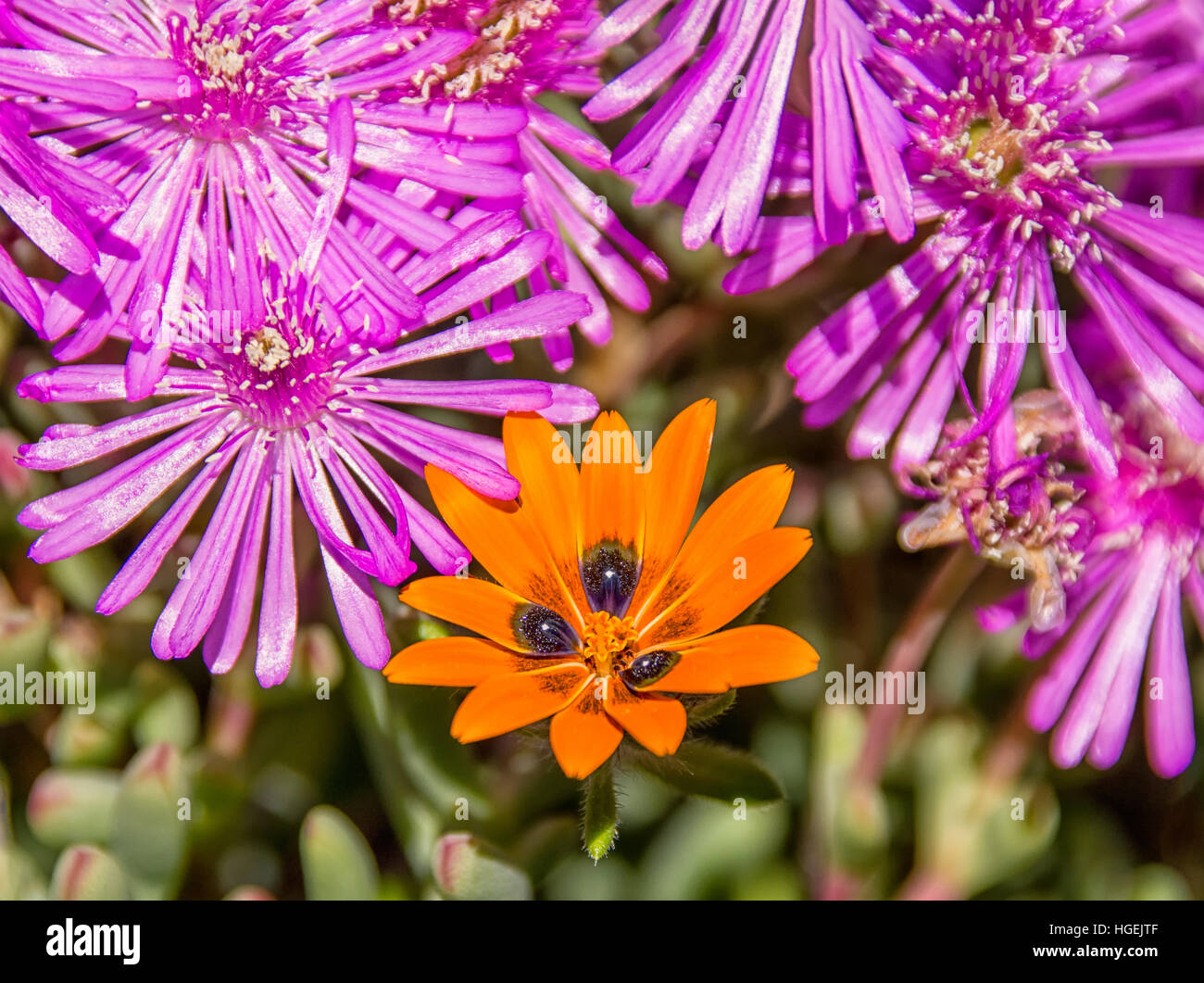 Un Gorteria diffusa dans les fleurs sauvages Le Namaqualand, Afrique du Sud Banque D'Images