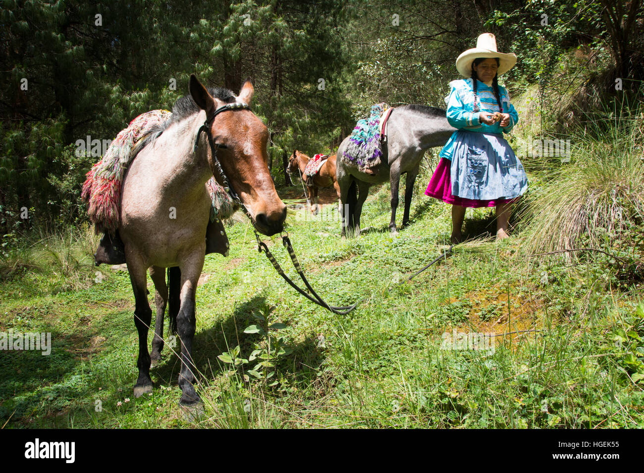 Femme en robe typique et chapeau de la région de Cajamarca au nord du Pérou avec les chevaux dans la campagne Banque D'Images