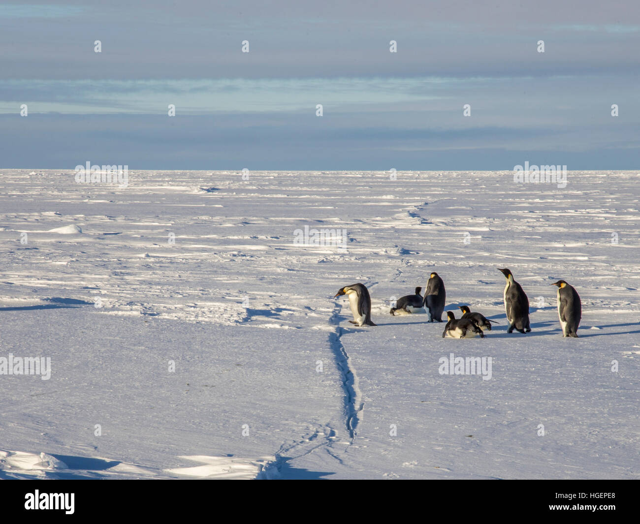 Une fissure apparaît dans la glace de mer de Weddell gelée et est inspecté par un voyage de retour de pingouins adultes la mer Banque D'Images