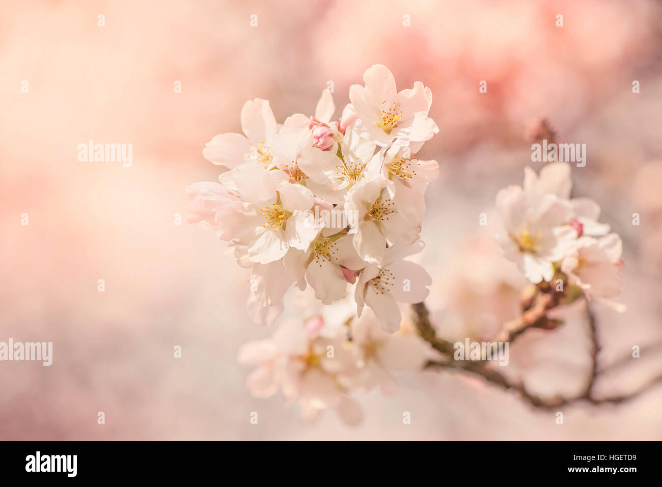 Image en gros plan de la délicate fleur rose printemps fleurs de la Japanese flowering cherry tree. Banque D'Images
