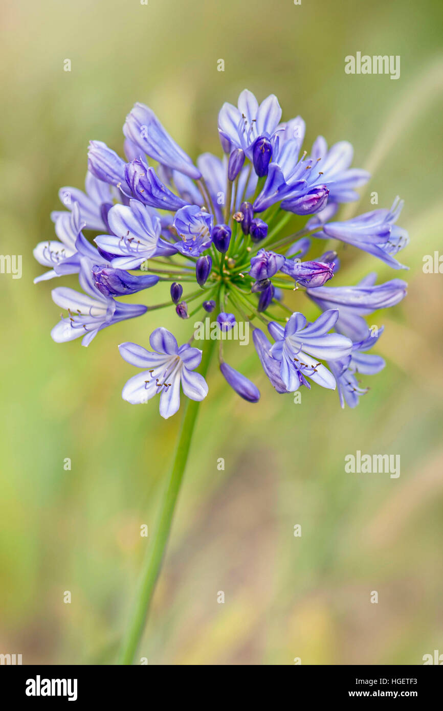 Bleu Agapanthus fleurs dans le soleil d'été, également connu sous le nom de African lillies ou Lily of the Nile. Banque D'Images