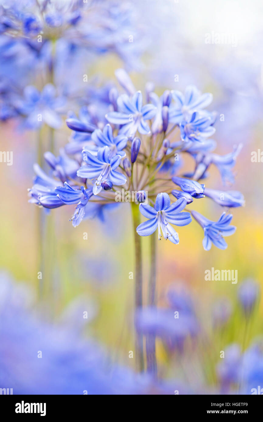 Bleu Agapanthus fleurs dans le soleil d'été, également connu sous le nom de African lillies ou Lily of the Nile. Banque D'Images