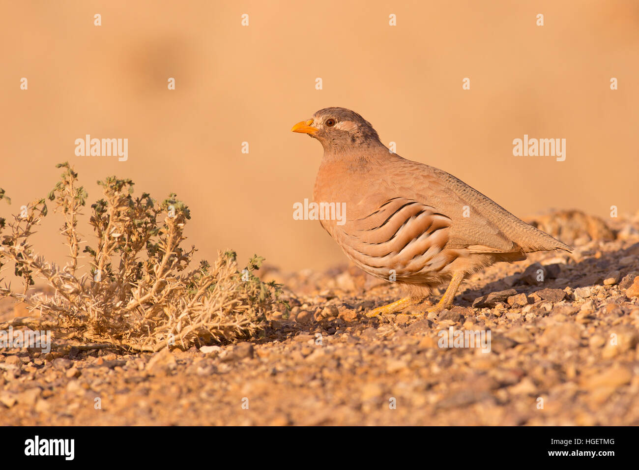 La perdrix de sable (Ammoperdix heyi) est une espèce de passereaux appartenant à la famille des Parulidae. Photographié en Israël Banque D'Images