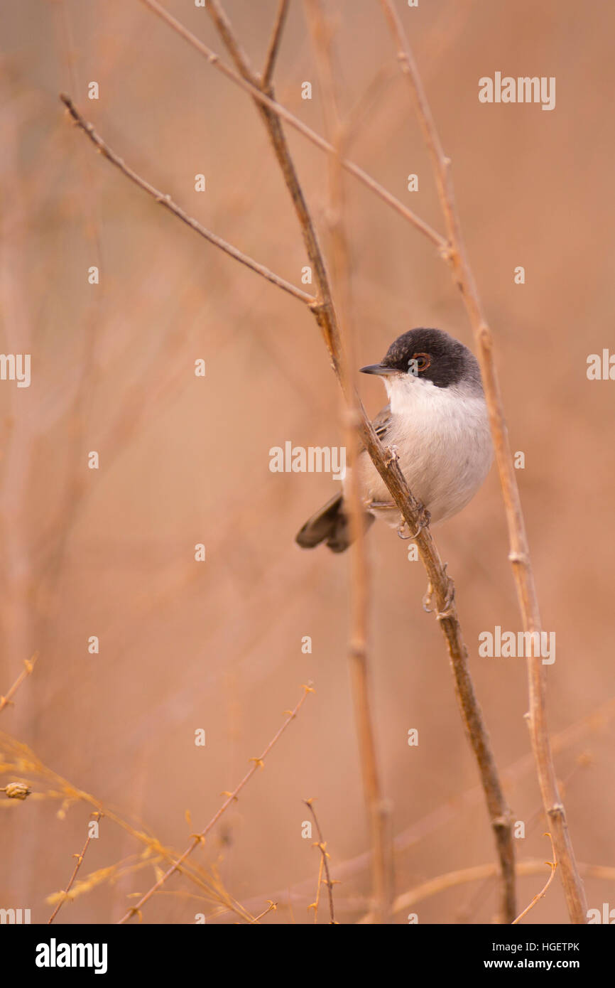 Fauvette sarde, à tête noire (Sylvia melanocephala Fauvette), est une espèce commune et répandue de la paruline typique de la région méditerranéenne Photograp Banque D'Images