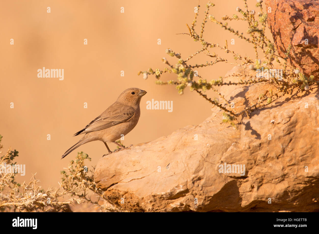 Sinai Rosefinch (Carpodacus synoicus) femelle sur le terrain, désert du Néguev, en Israël en novembre Banque D'Images
