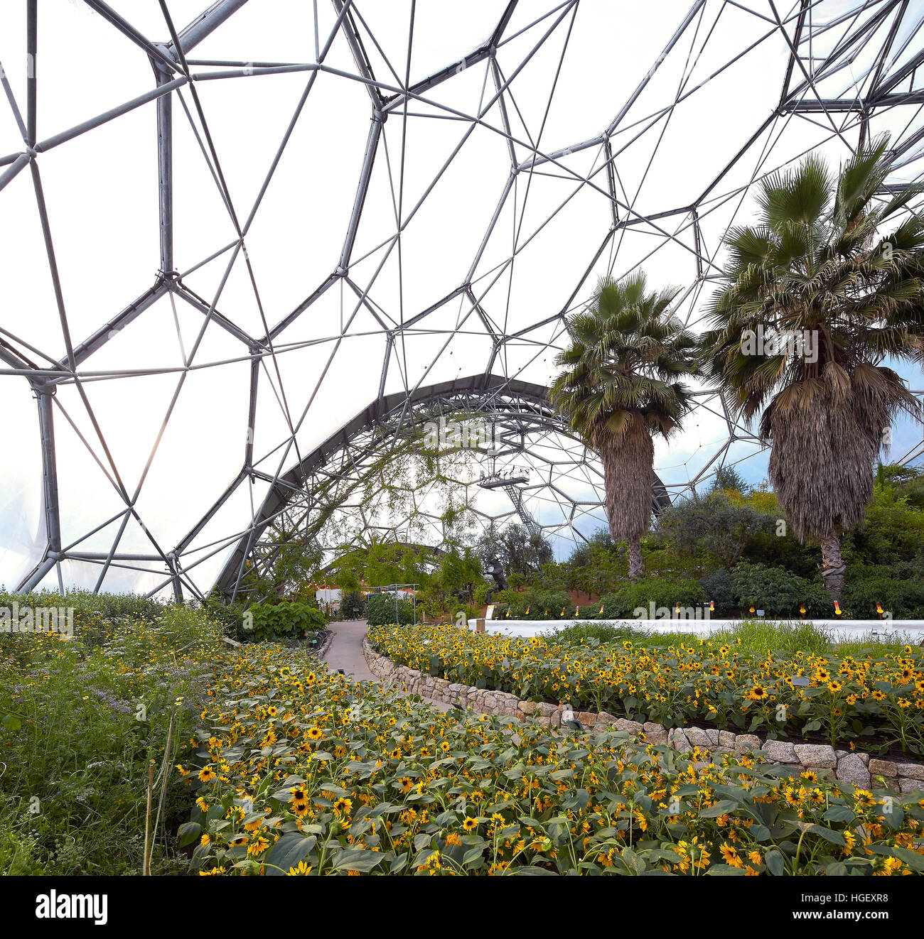 En fleurs fleurs dans Dome. Eden Project, Bodelva, Royaume-Uni. Architecte : Grimshaw, 2016. Banque D'Images