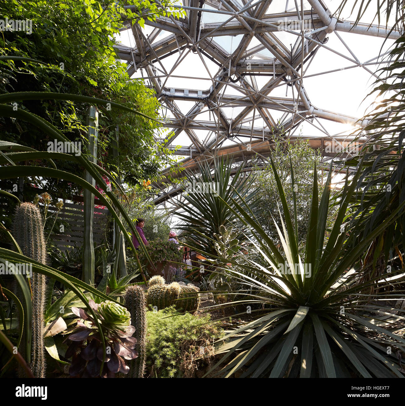 Désert et semi-désertique plantes dans le biome. Eden Project, Bodelva, Royaume-Uni. Architecte : Grimshaw, 2016. Banque D'Images