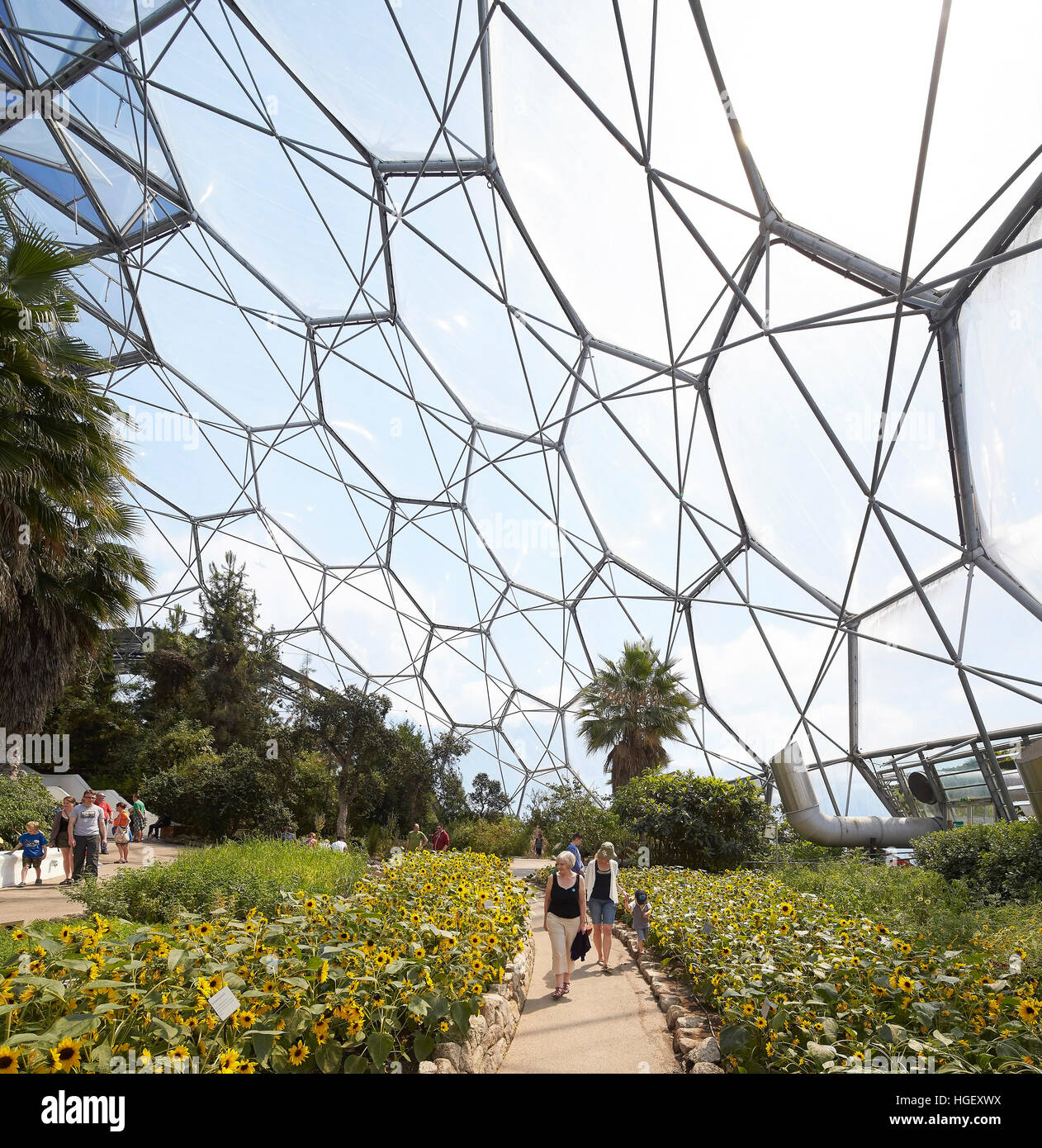 Fleurs en fleurs ci-dessous. biome hexagonale Eden Project, Bodelva, Royaume-Uni. Architecte : Grimshaw, 2016. Banque D'Images