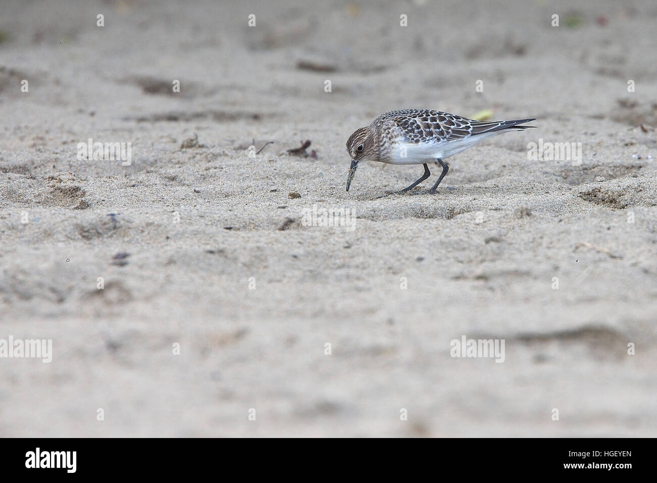 Juvenile Bécasseau de Baird (Calidris bairdii), un vagabond, nord-américain sur l'estuaire Gannel, Newquay, Cornwall, UK. Banque D'Images