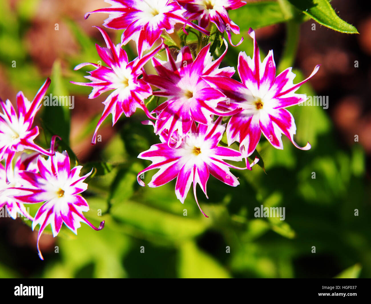 Phlox drummondii 'Twinkle Star' dans le jardin en fleurs Banque D'Images