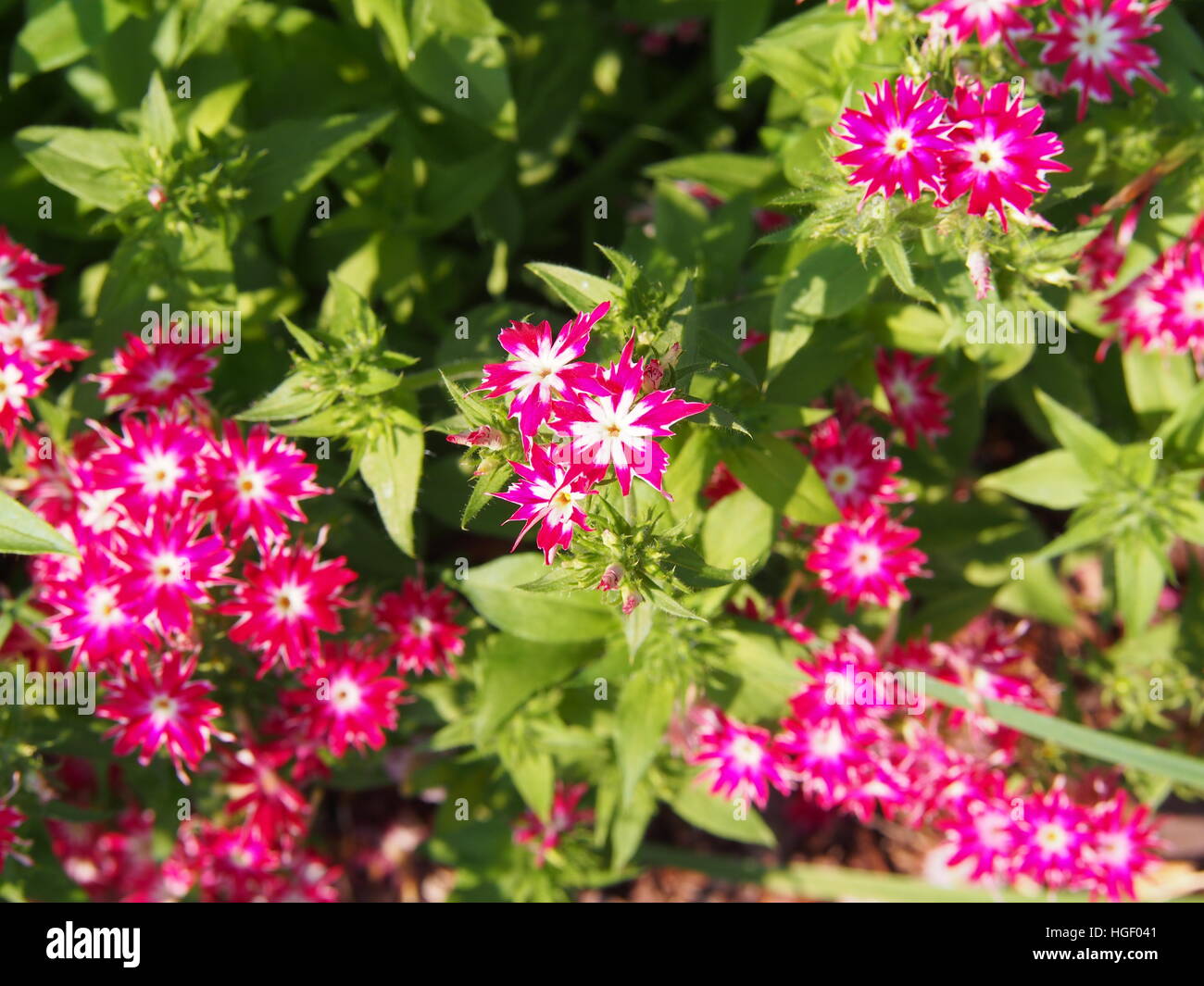 Phlox drummondii 'Twinkle Star' dans le jardin en fleurs Banque D'Images