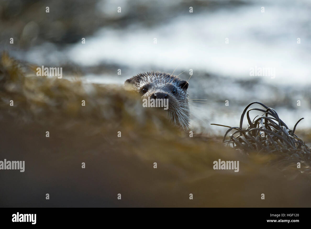 Eurasian loutre (Lutra lutra) peeking de derrière les rochers Banque D'Images