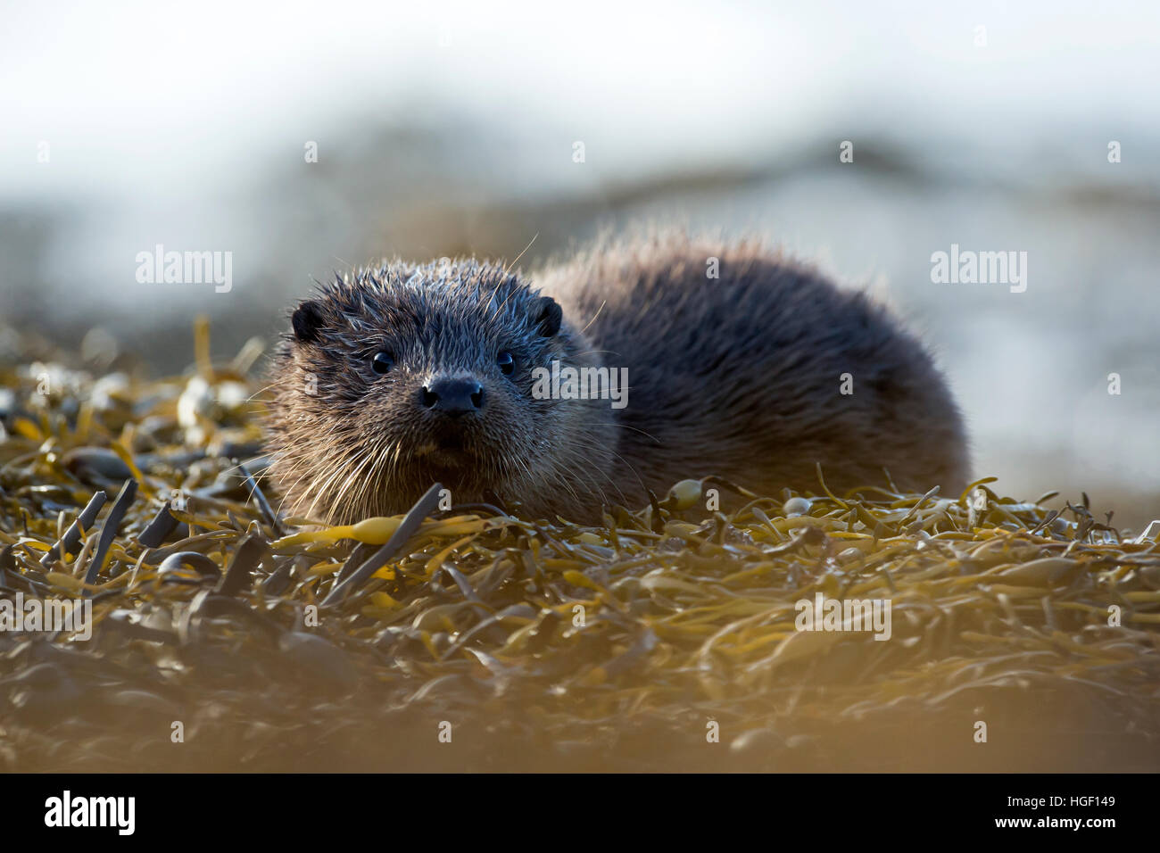 Eurasian loutre (Lutra lutra) pup sur un lit d'algues Banque D'Images