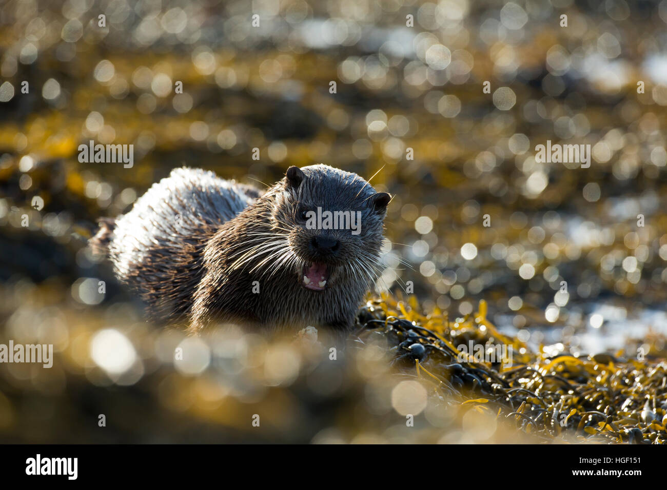 Eurasian loutre (Lutra lutra) chien de manger sur la plage Banque D'Images