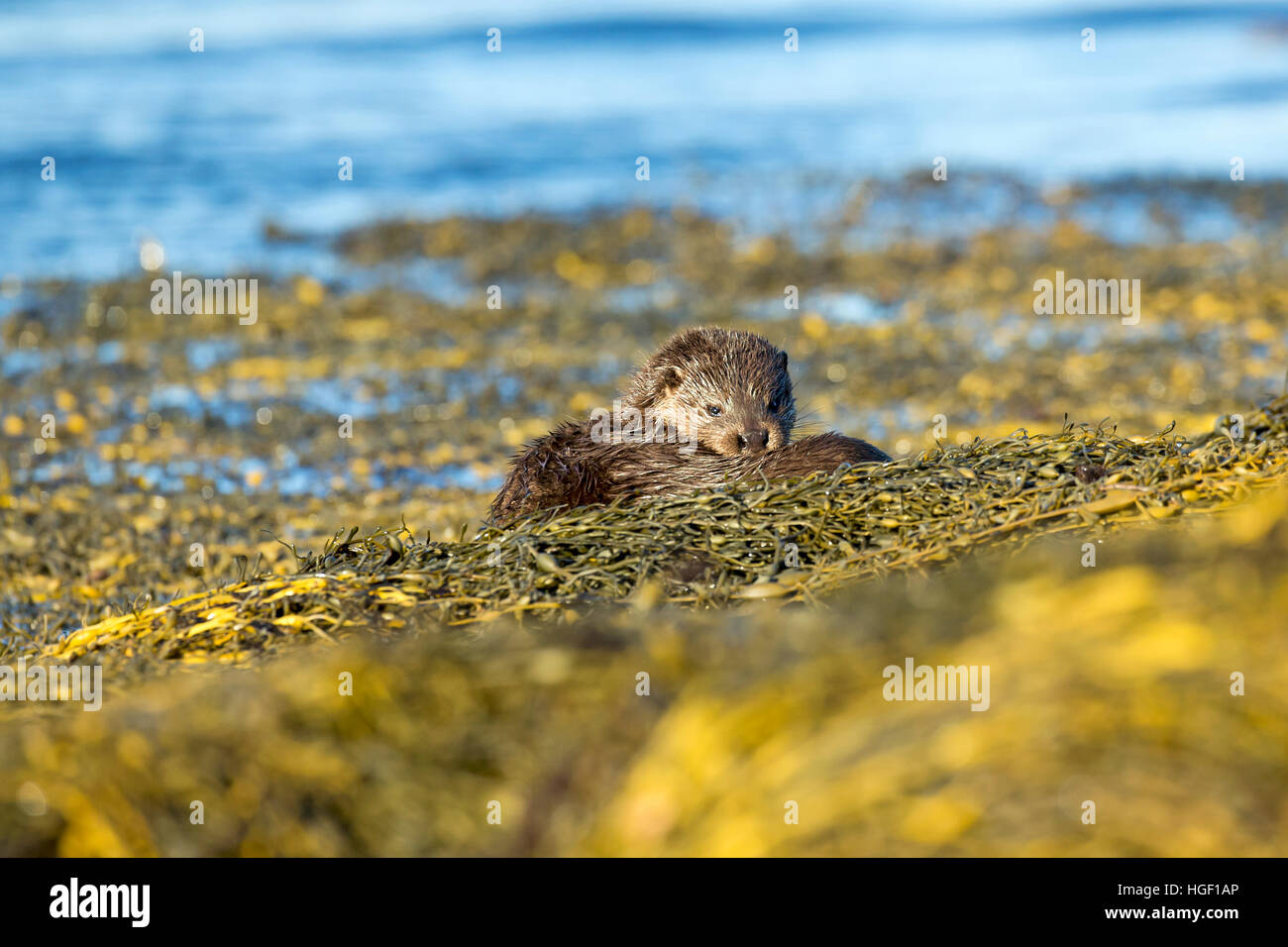 Eurasian loutre (Lutra lutra) sur les petits rochers couverts d'algues Banque D'Images