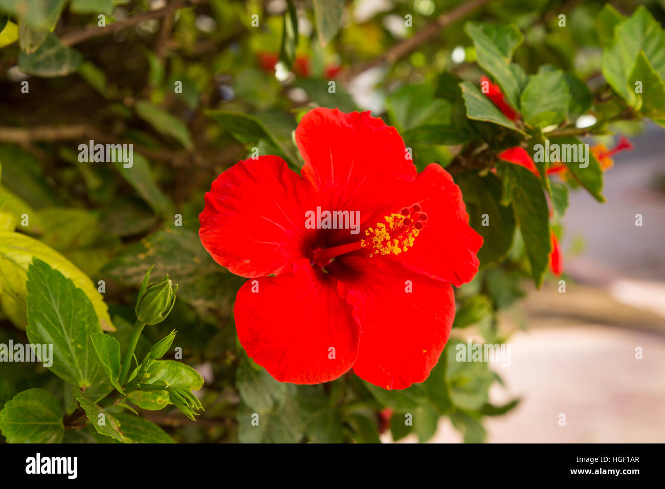 Hibiscus arbuste est cultivé dans des jardins et des rues au Maroc. Banque D'Images