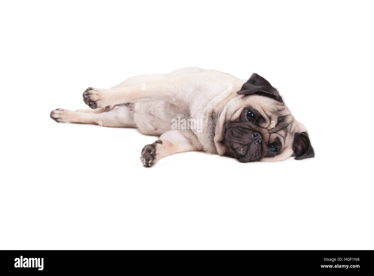 Lovely cute puppy pug chien couché sur le plancher, isolé sur fond blanc Banque D'Images
