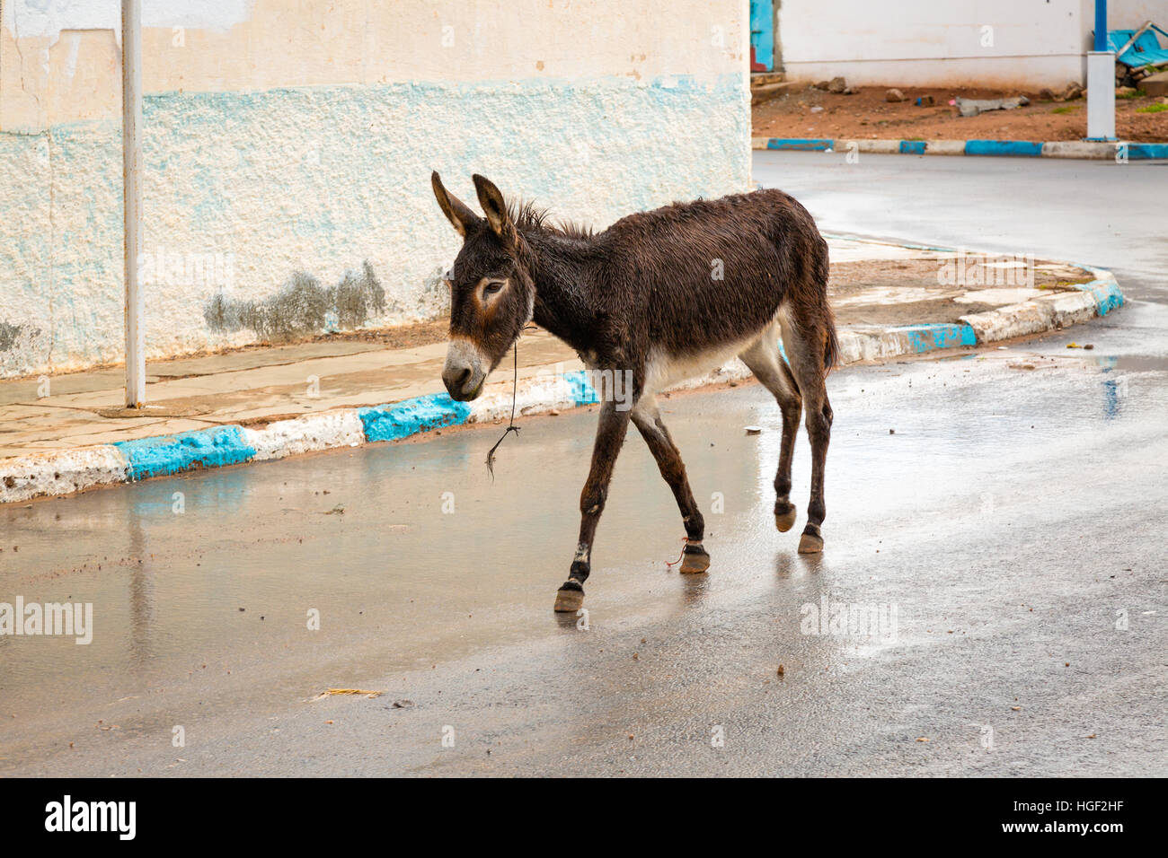 Âne au Maroc est la plus commune des animaux de travail. Banque D'Images