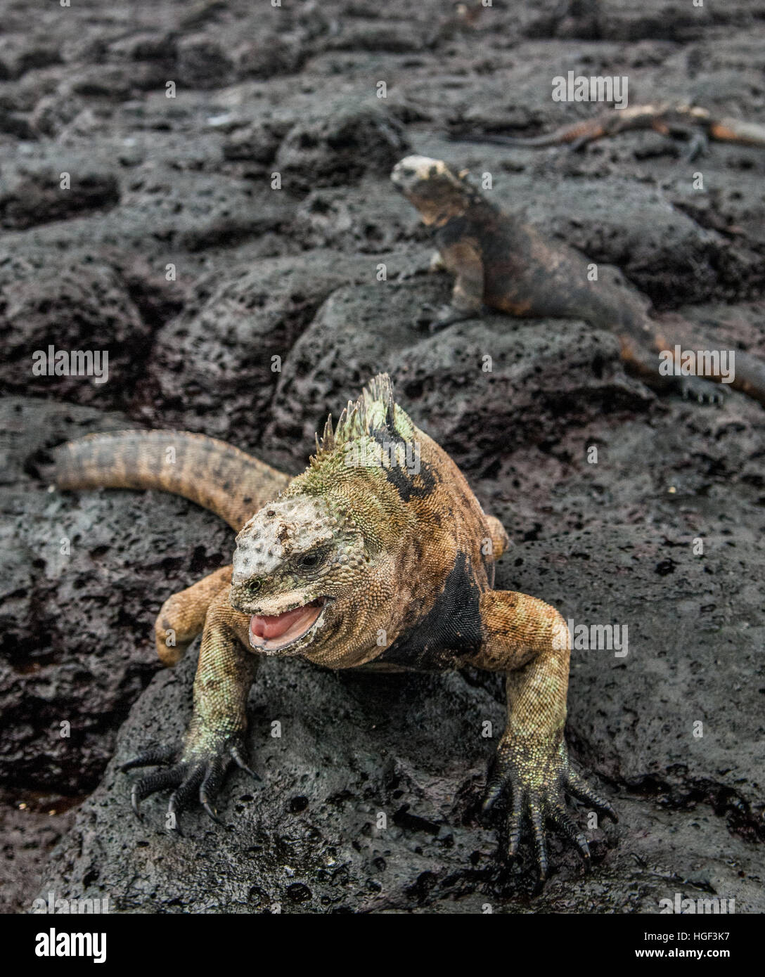 Un mâle de Galapagos Iguane marin reposant sur des roches de lave (Amblyrhynchus cristatus). L'iguane marin sur la lave noire se raidit. Îles Galapagos. Banque D'Images