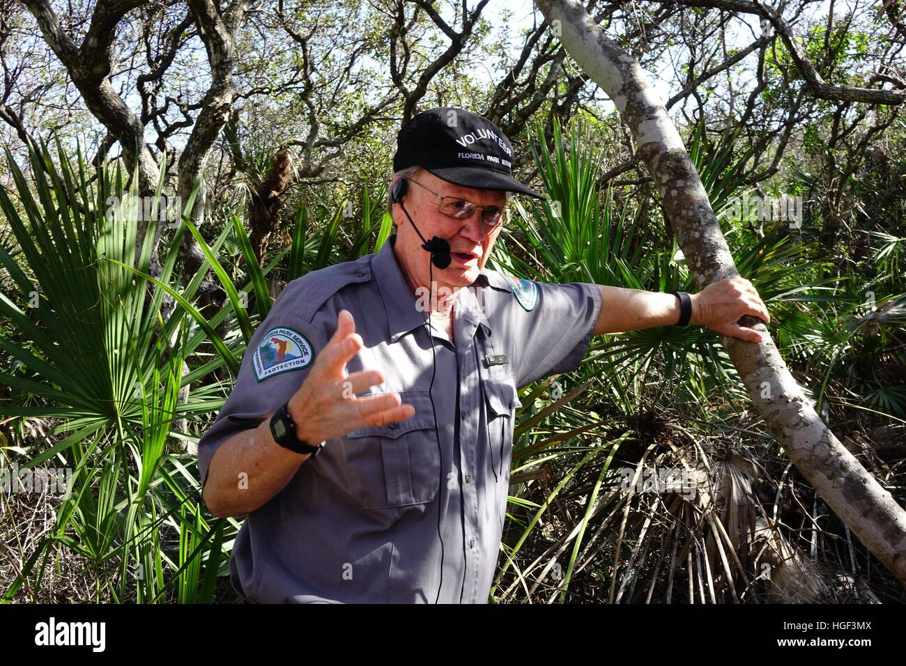 Un bénévole du service des parcs de Floride tient le tronc d'un arbre Yaupon, membre de la sainte famille. Gamble Rogers State Recreation Area Banque D'Images